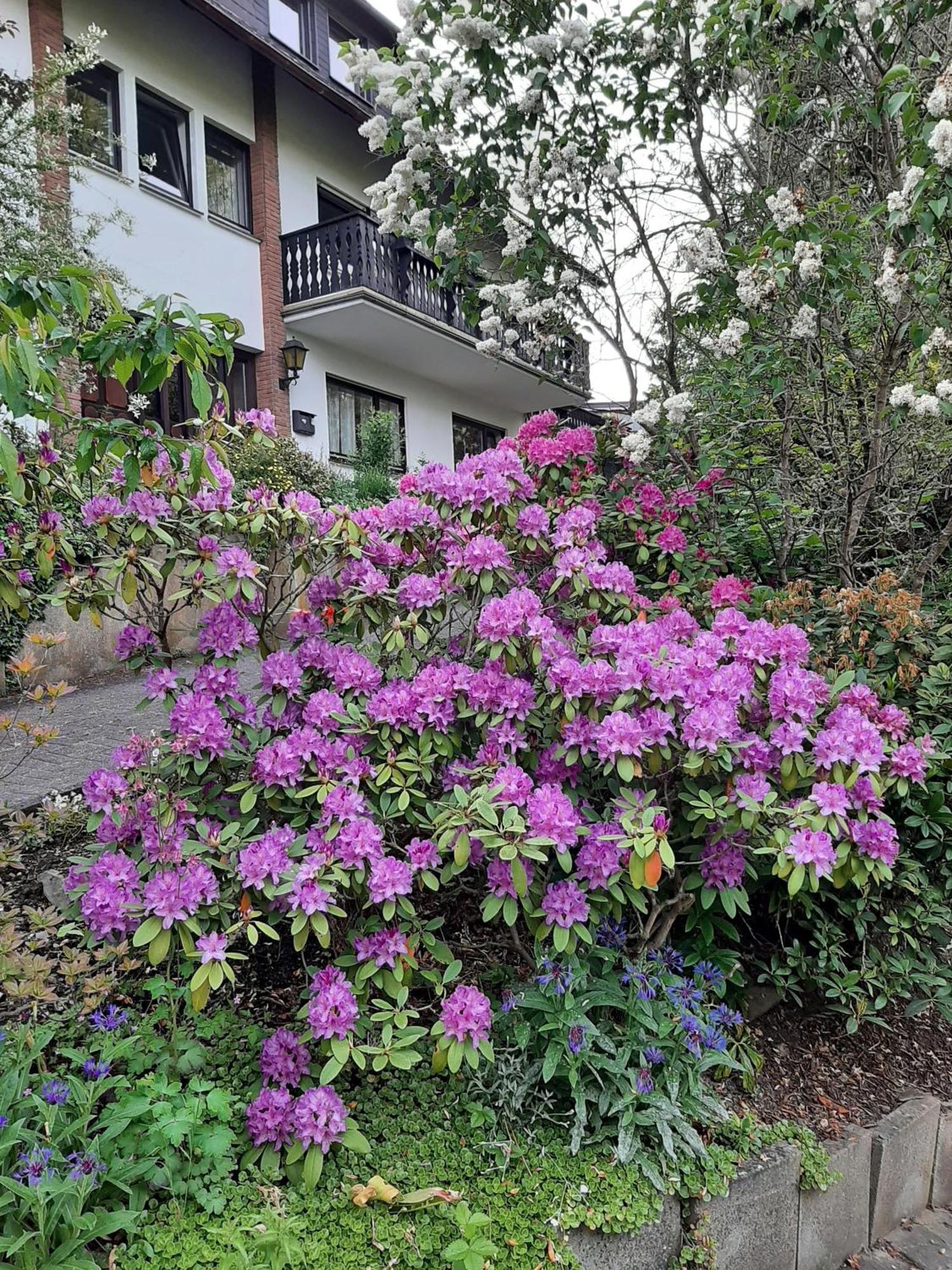 Ferienwohnung Bergblick Hallenberg Bagian luar foto